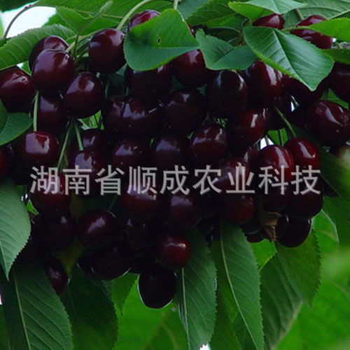 南方、進口黑櫻桃