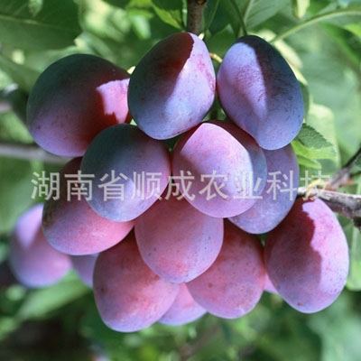 巨早西梅李 巨早西梅李