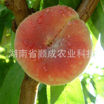 黃金蟠 蟠桃 黃金蟠 蟠桃