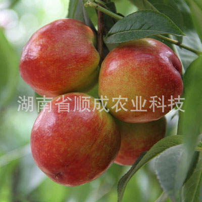 早518油桃 早518油桃